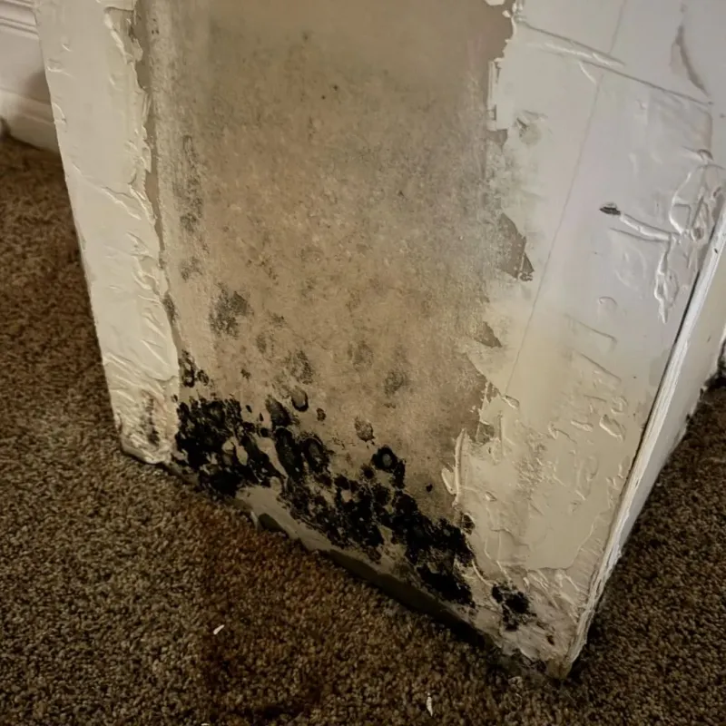 Professional Mold Removal in Winfield, MO